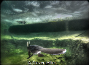 American Paddlefish under the ice in my pool by Steven Miller 